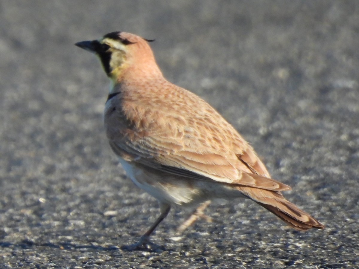 Horned Lark - Michael I Christie