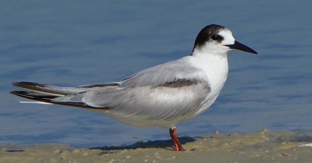 Common Tern - Dave Bowman