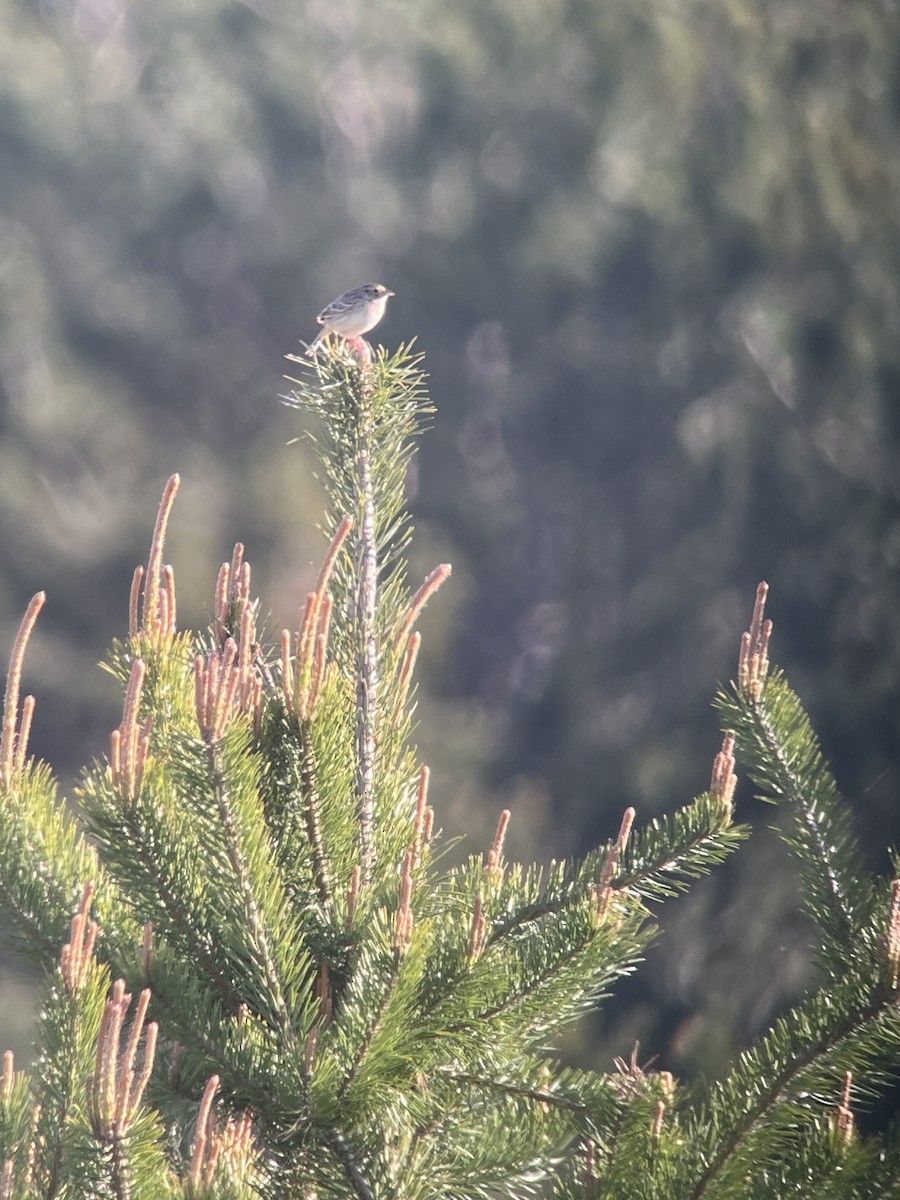 Grasshopper Sparrow - Dan Scheiman