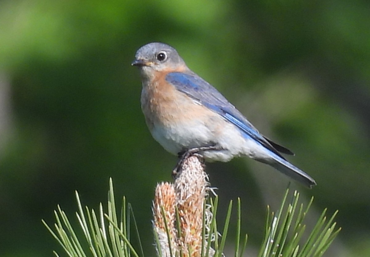 Eastern Bluebird - Joanne Muis Redwood