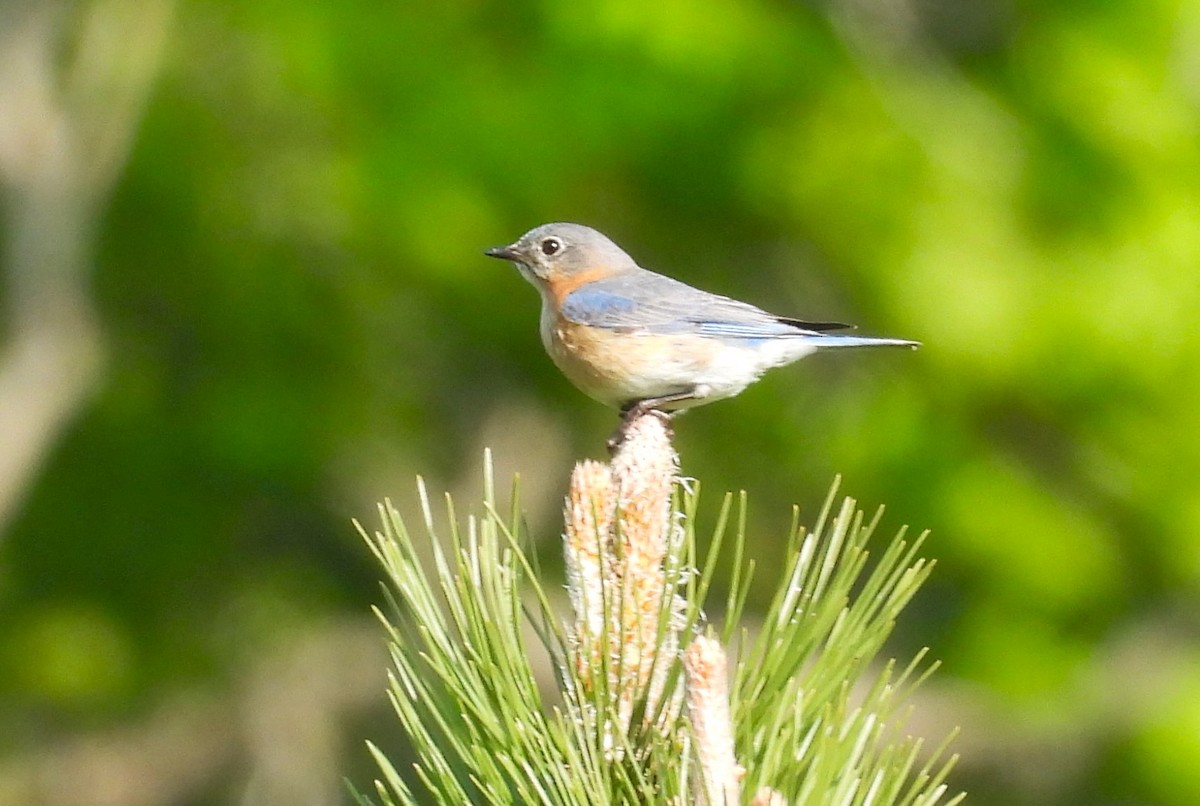 Eastern Bluebird - Joanne Muis Redwood