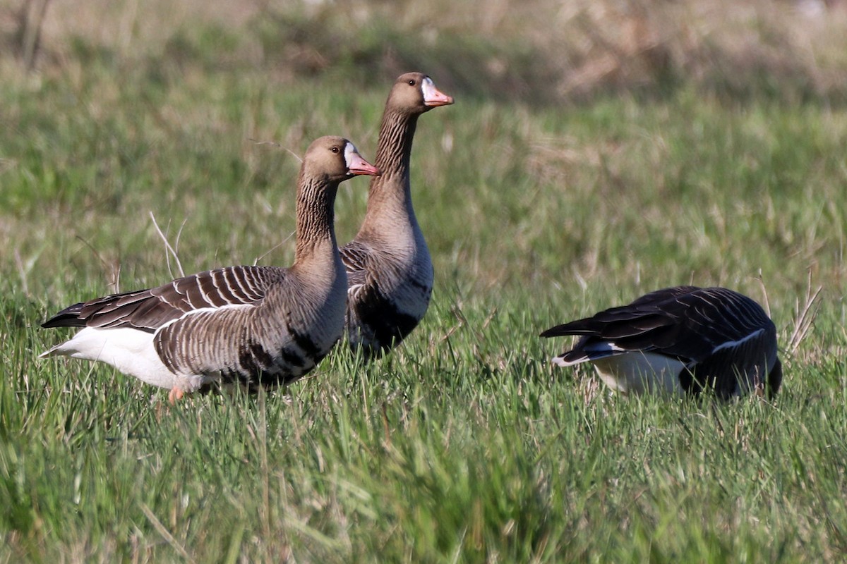 Greater White-fronted Goose - Igor Dvurekov