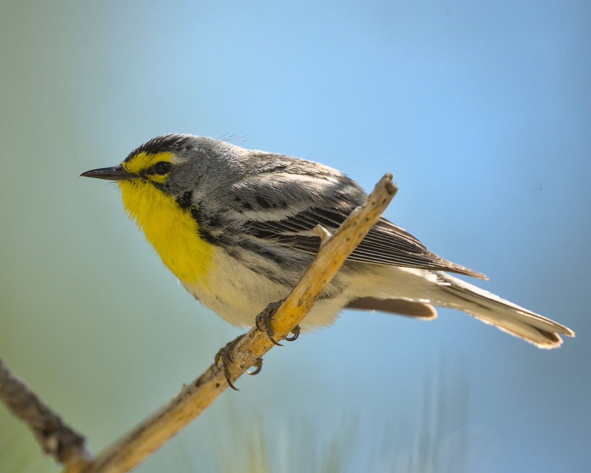 Grace's Warbler - Bartholomew Birdee