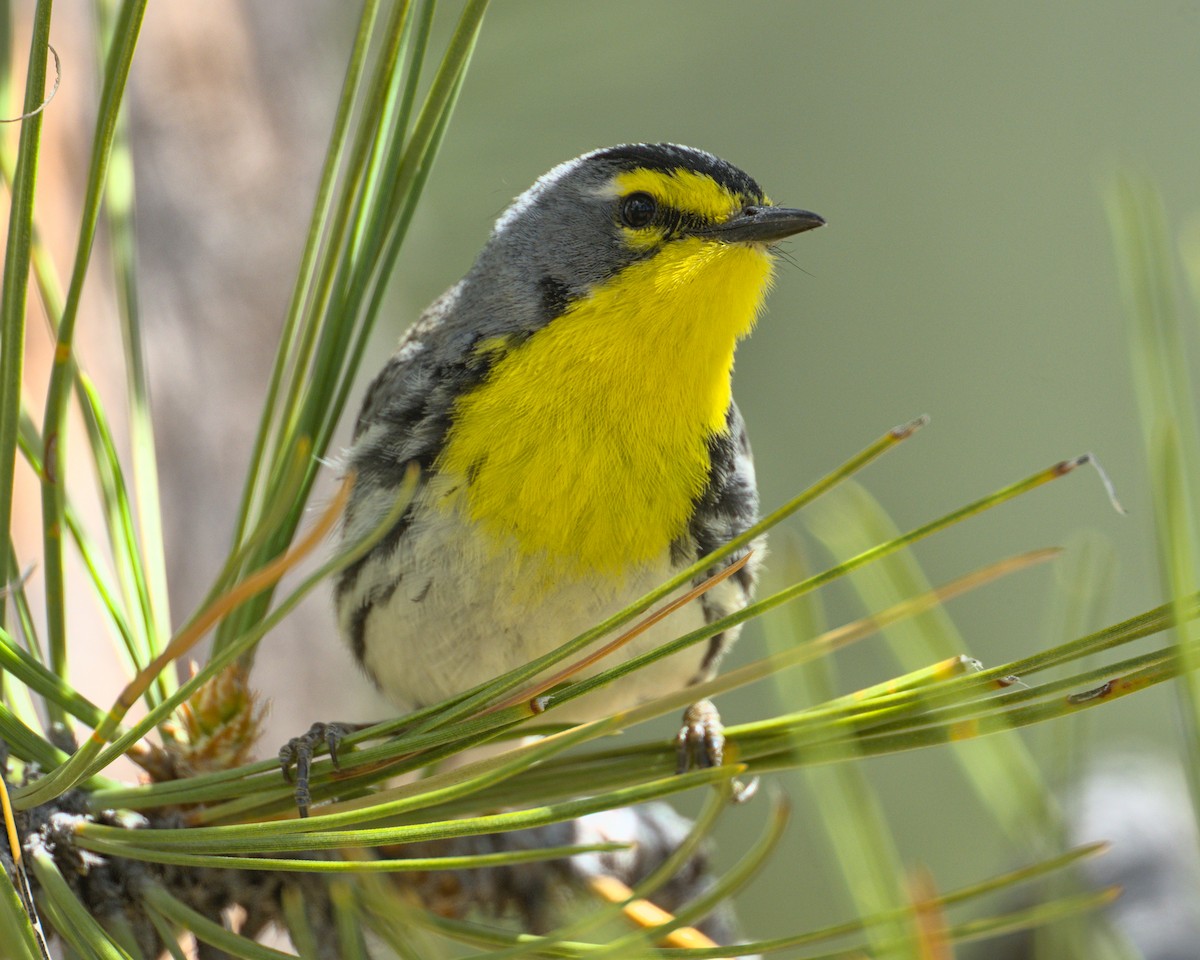 Grace's Warbler - Bartholomew Birdee