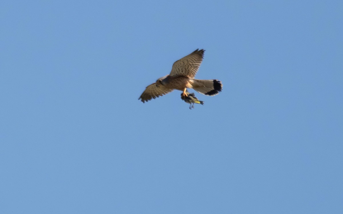 Eurasian Kestrel - Andrés  Rojas Sánchez