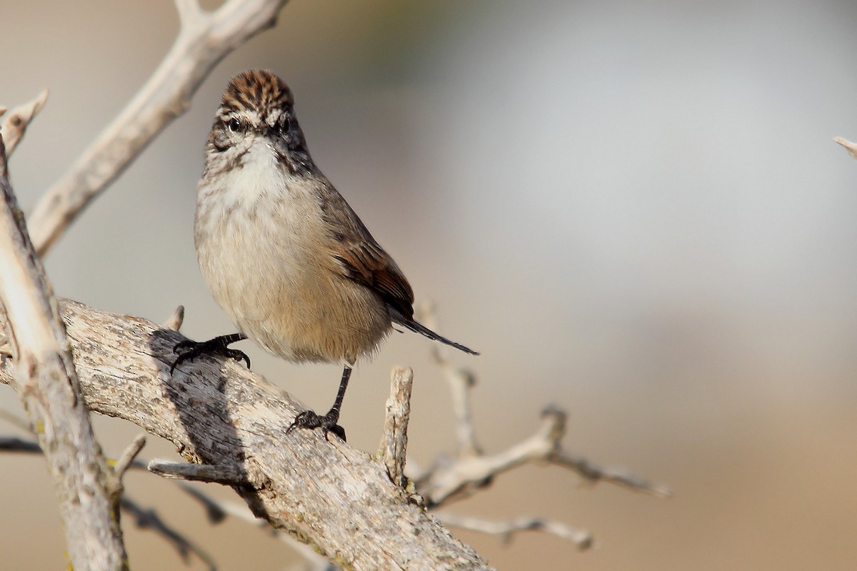 Plain-mantled Tit-Spinetail - Adrián Braidotti