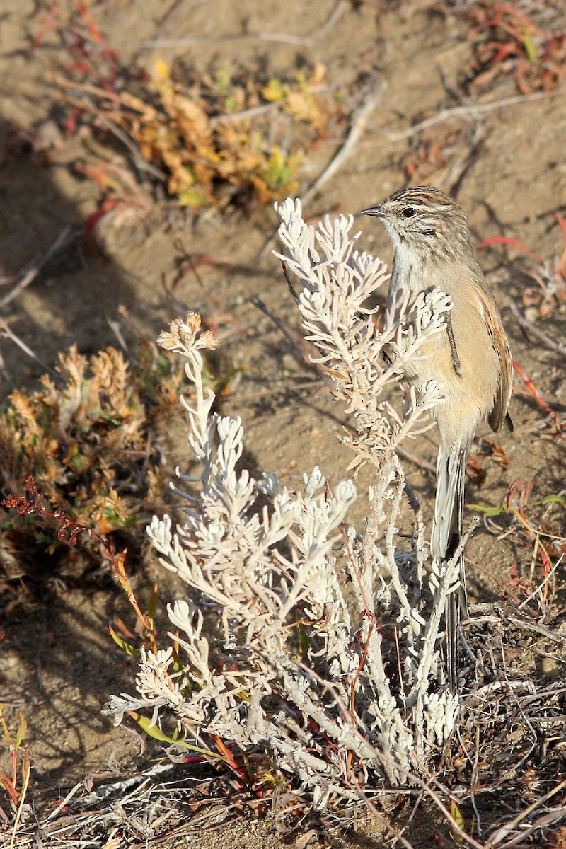 Plain-mantled Tit-Spinetail - ML619459706