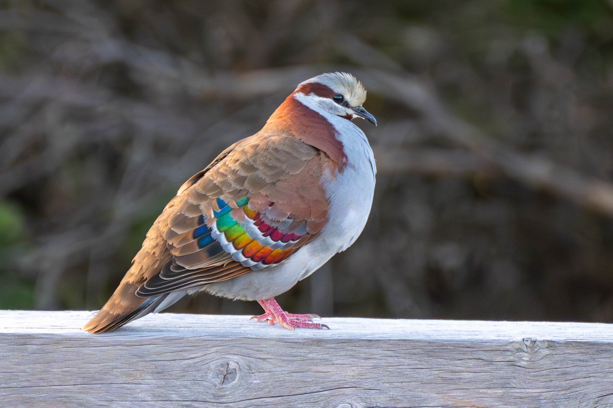 Brush Bronzewing - Claire Watson