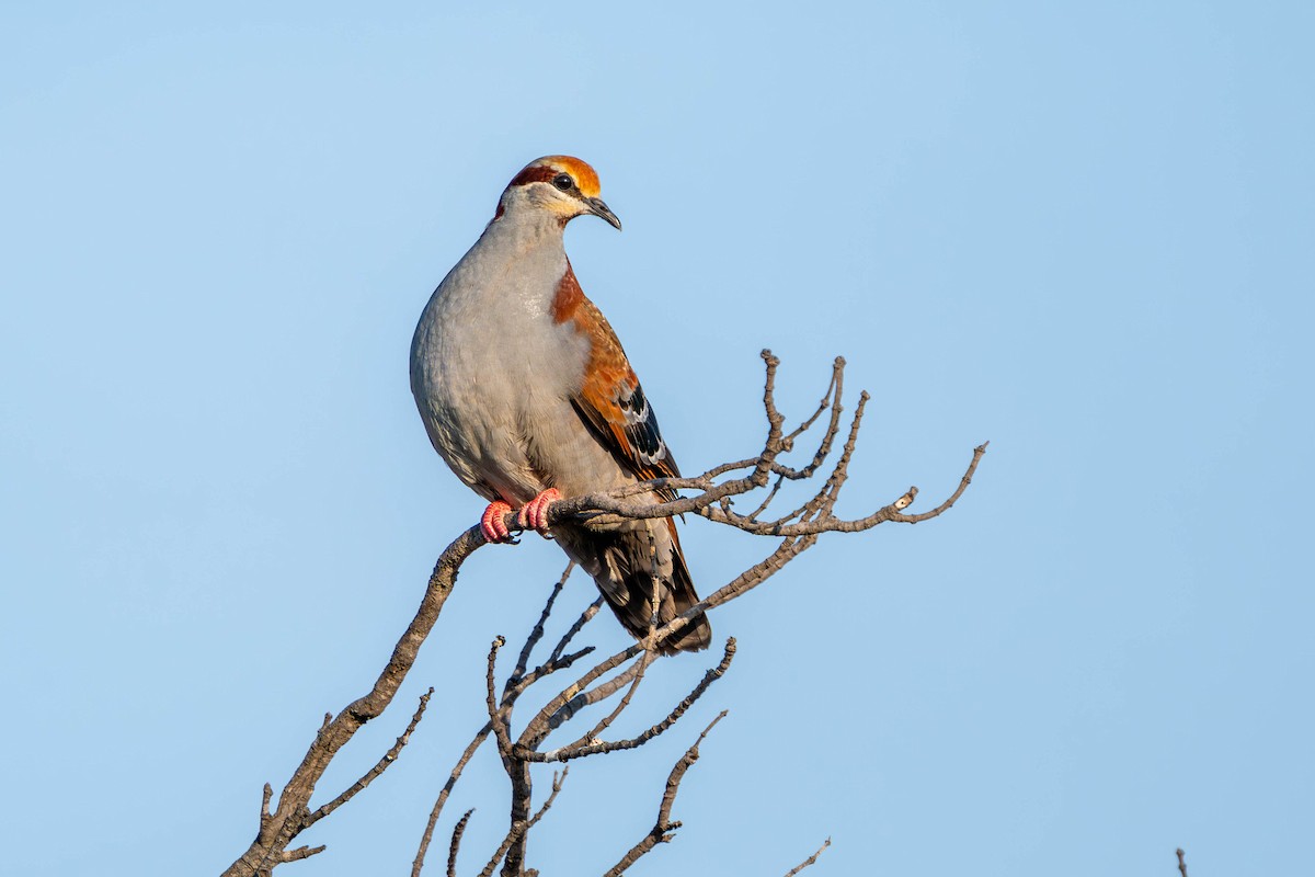 Brush Bronzewing - Claire Watson