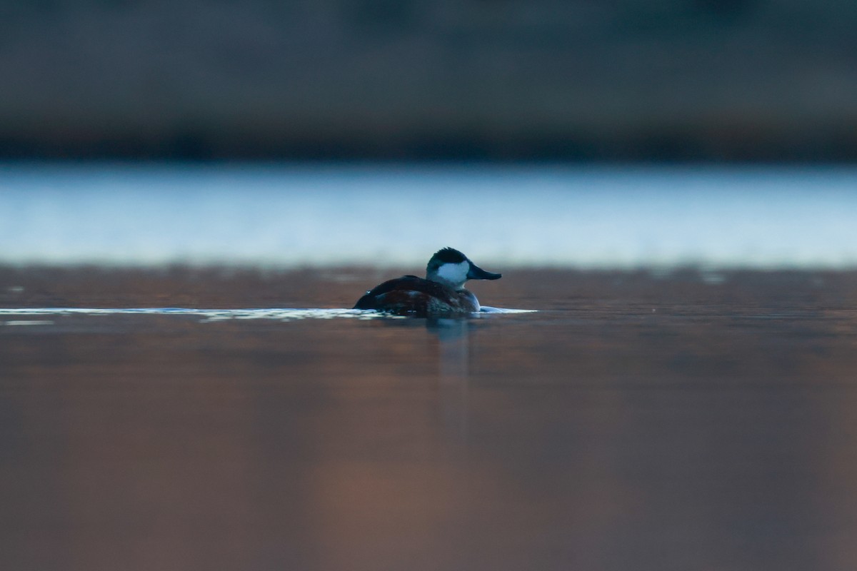 Ruddy Duck - Joey McCracken