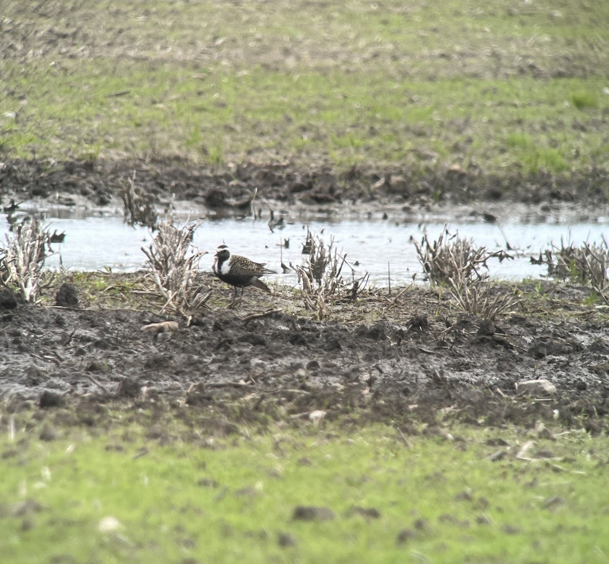 American Golden-Plover - Dan Scheiman