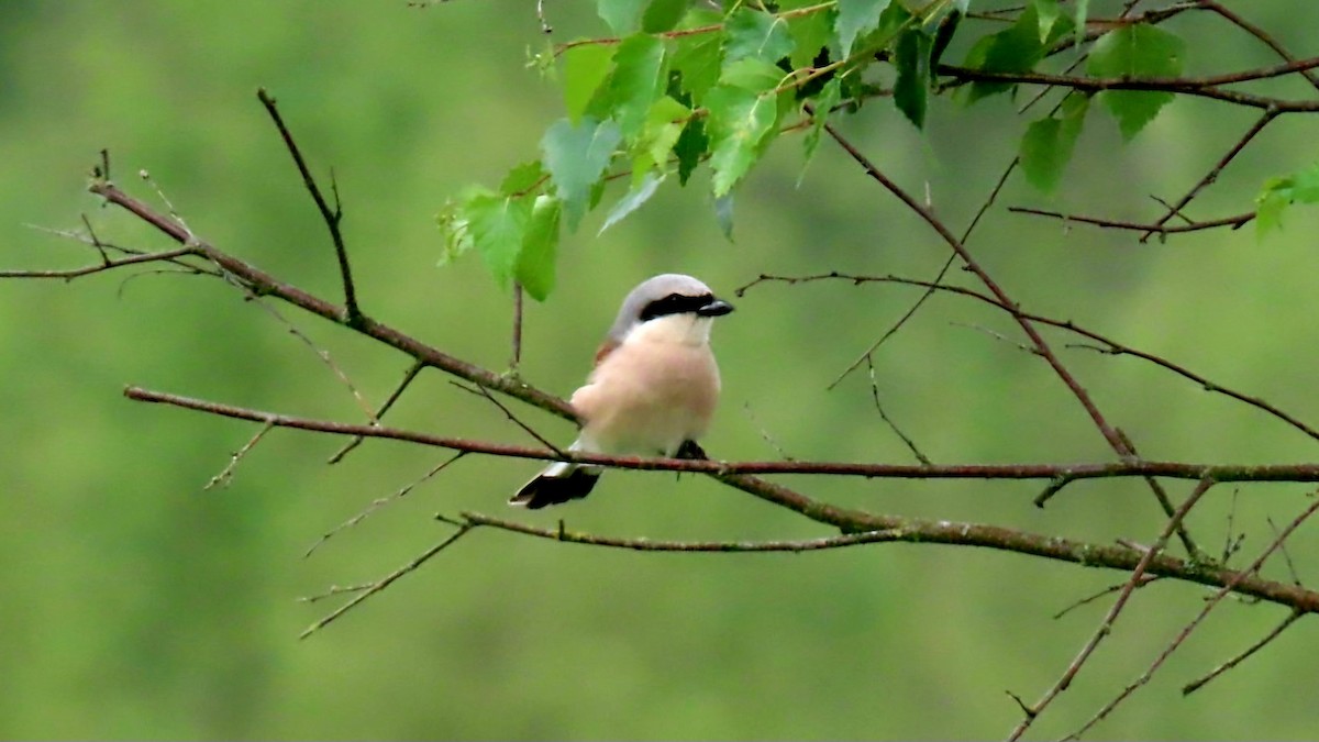 Red-backed Shrike - ML619459728