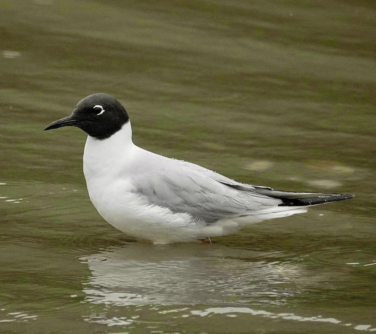 Bonaparte's Gull - maxine reid