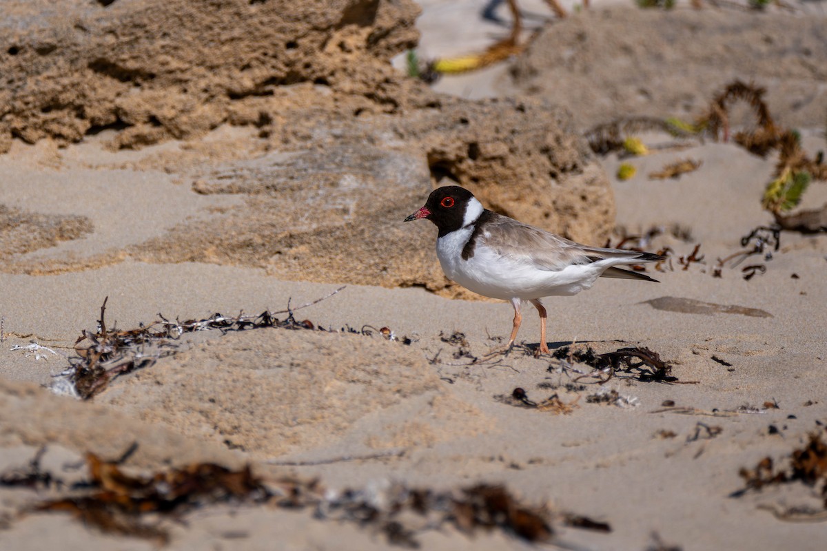 Hooded Plover - Claire Watson