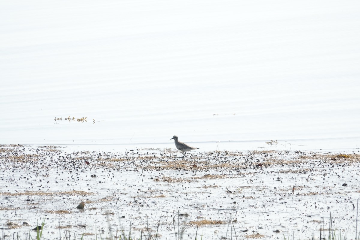 Black-bellied Plover - Joseph Olson