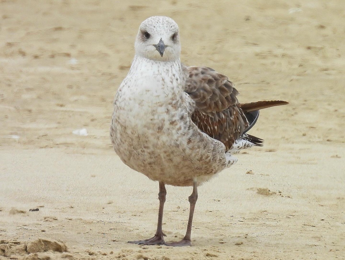 Lesser Black-backed Gull - Nick & Jane