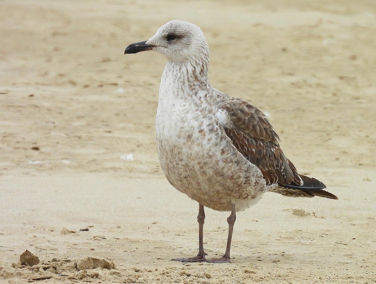 Lesser Black-backed Gull - Nick & Jane