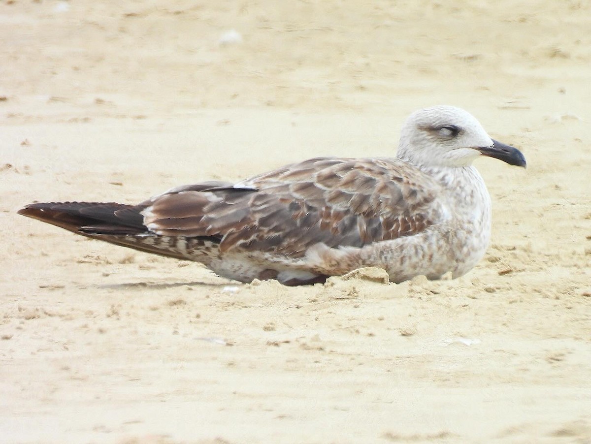 Lesser Black-backed Gull - Nick & Jane