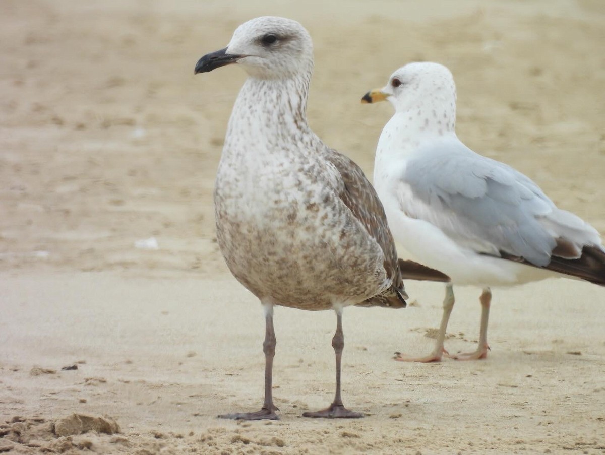 Lesser Black-backed Gull - Nick & Jane