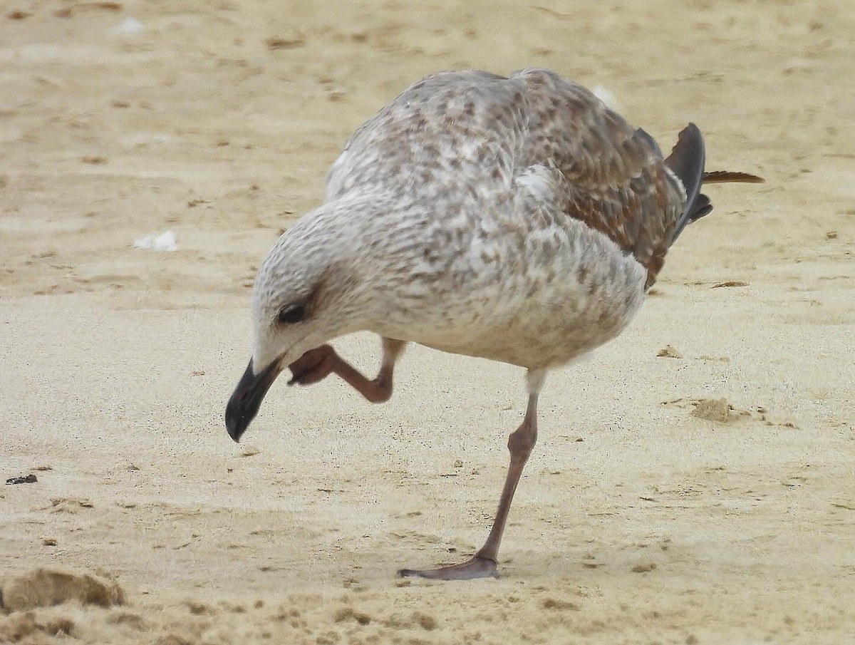 Lesser Black-backed Gull - Nick & Jane