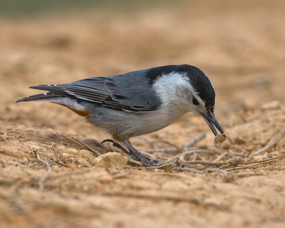 White-breasted Nuthatch - ML619459750