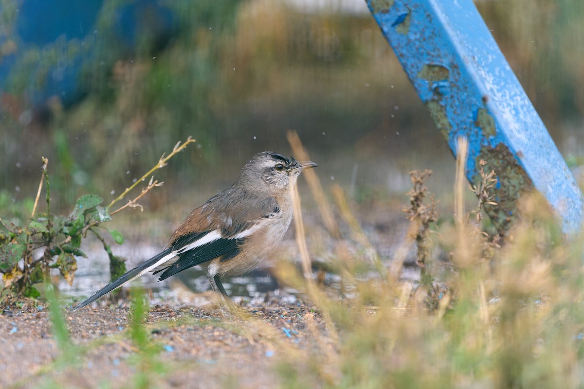 White-banded Mockingbird - Luis Salazar Vargas