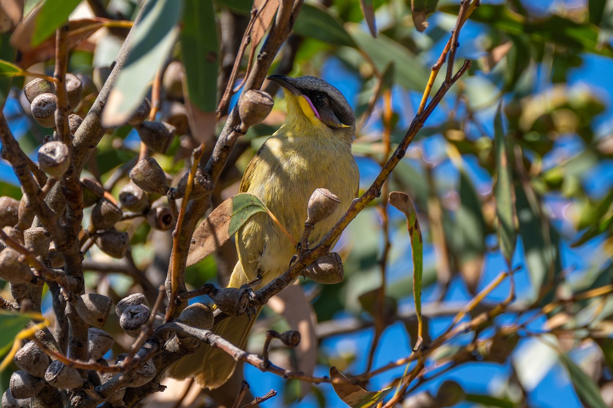 Purple-gaped Honeyeater - Claire Watson