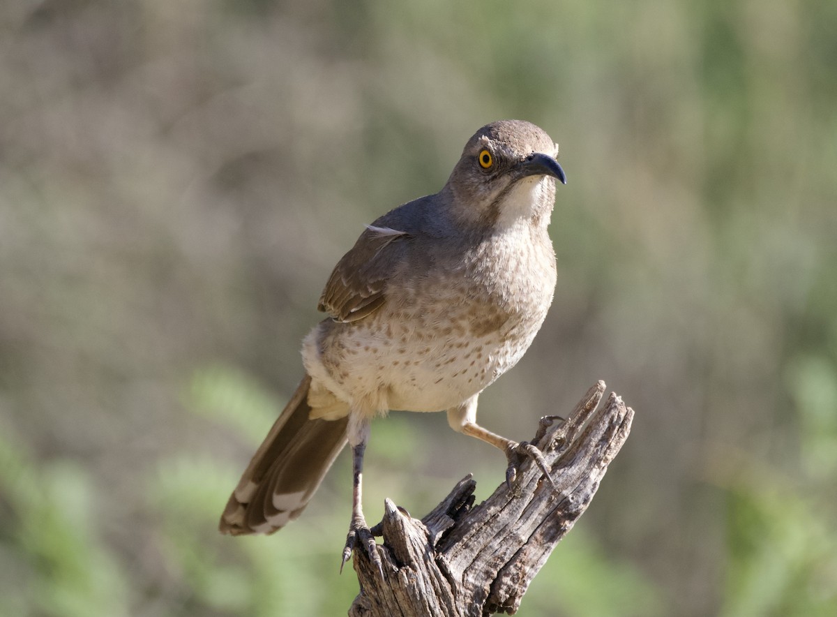 Curve-billed Thrasher - Pauline Yeckley