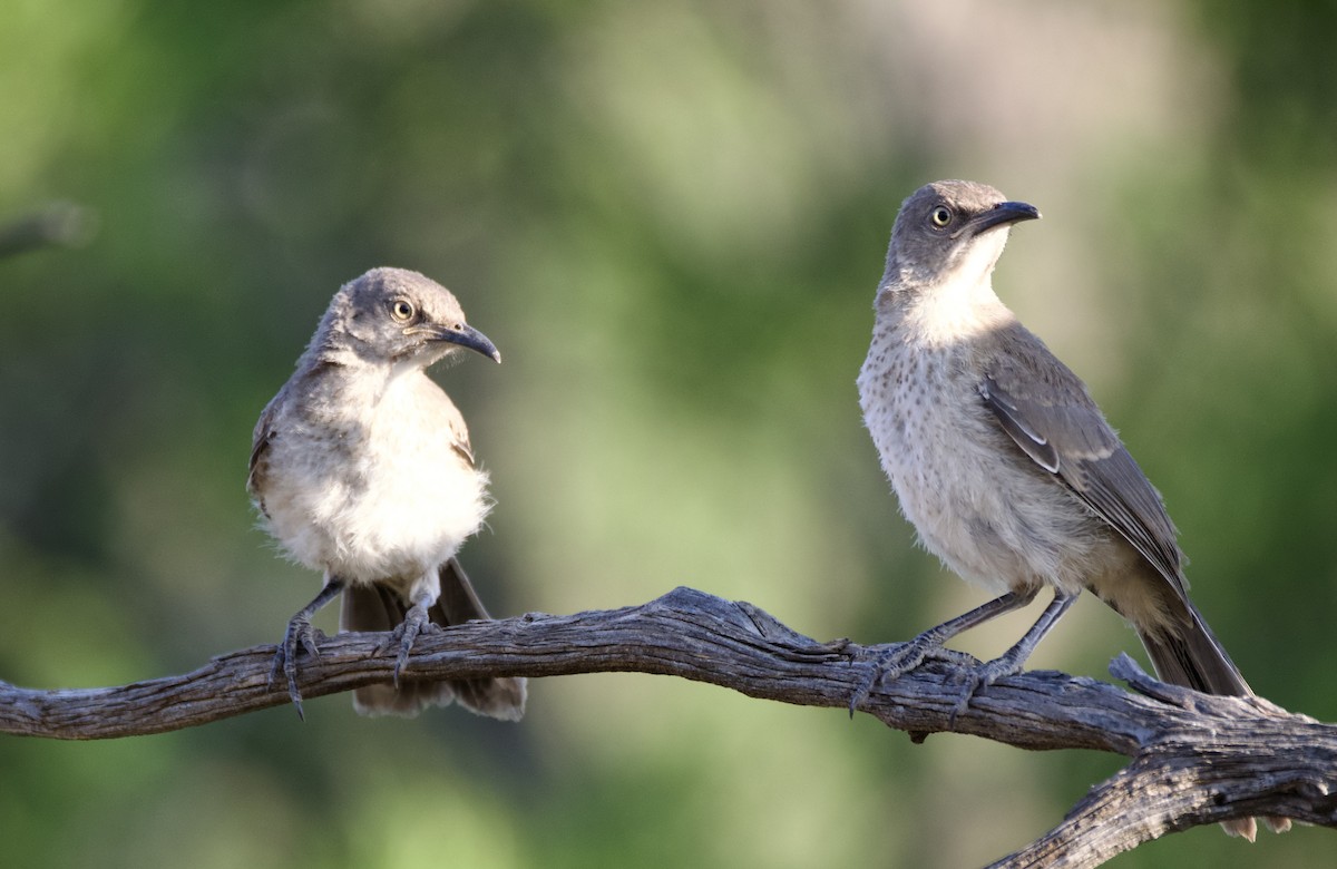 Curve-billed Thrasher - Pauline Yeckley