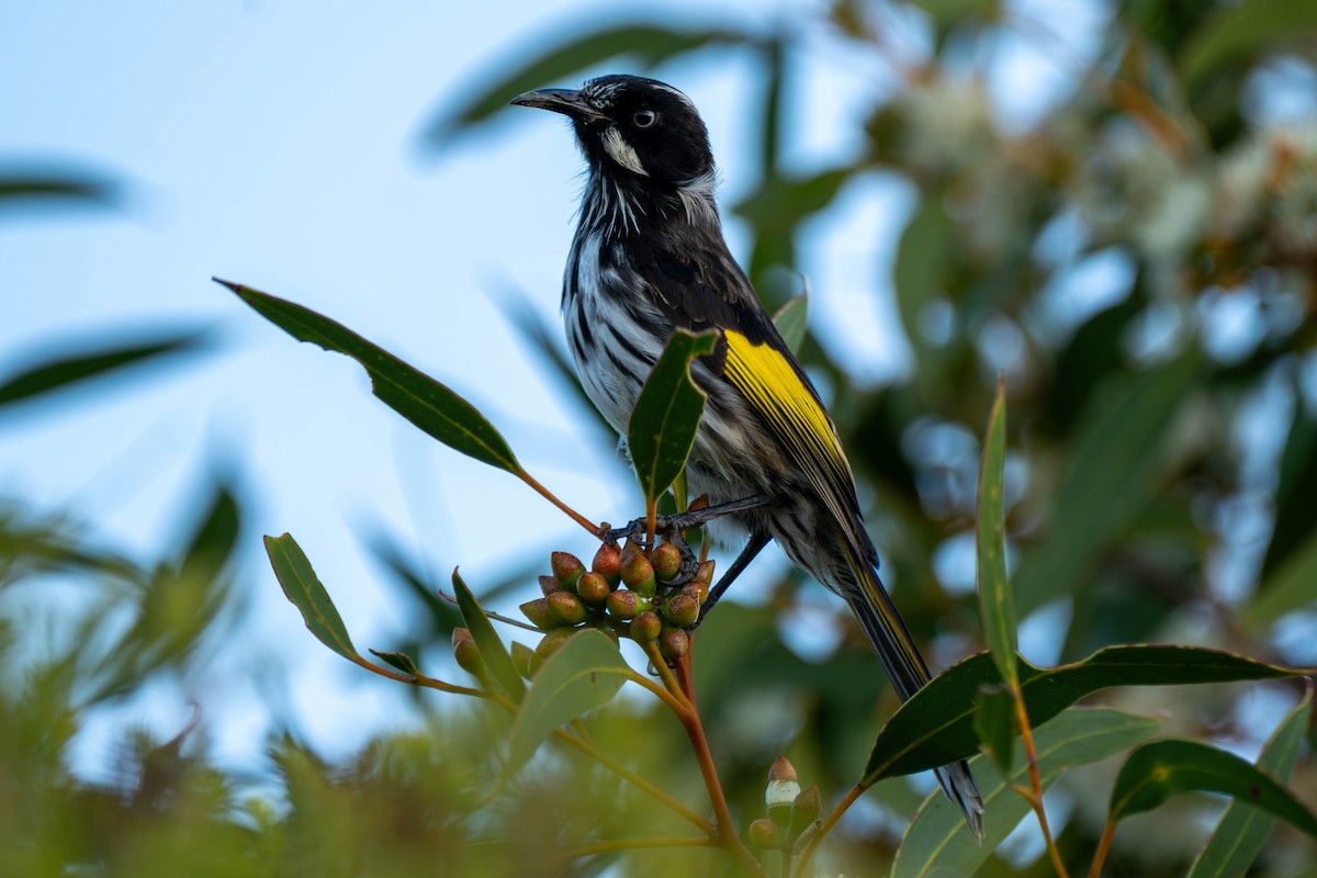 New Holland Honeyeater - ML619459772
