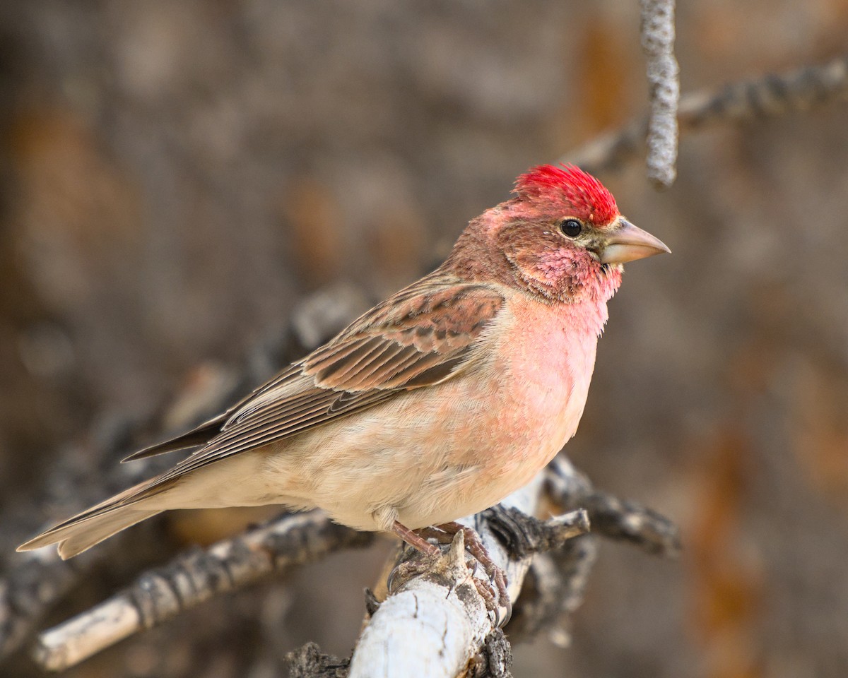 Cassin's Finch - Bartholomew Birdee