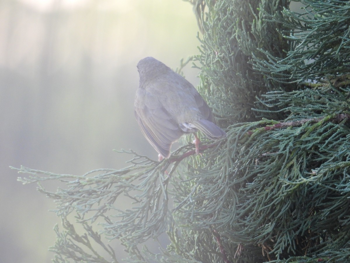 Black-faced Grassquit - Juan Ramírez