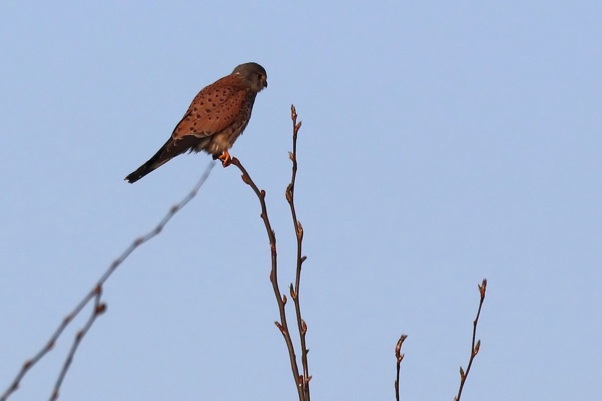 Eurasian Kestrel - Igor Dvurekov