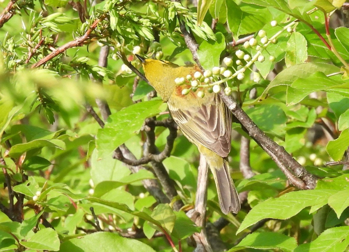 Prairie Warbler - Joanne Muis Redwood