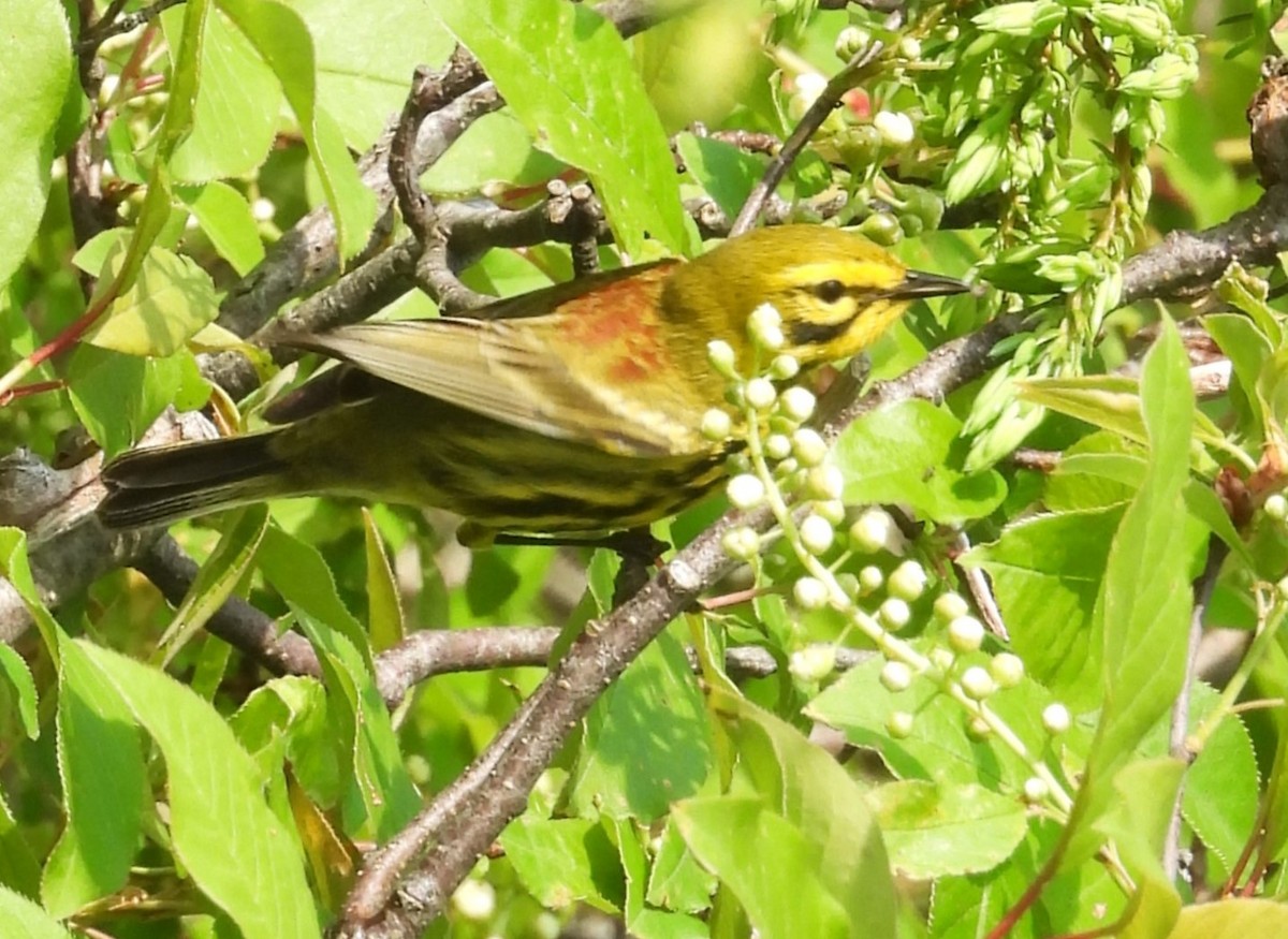 Prairie Warbler - Joanne Muis Redwood