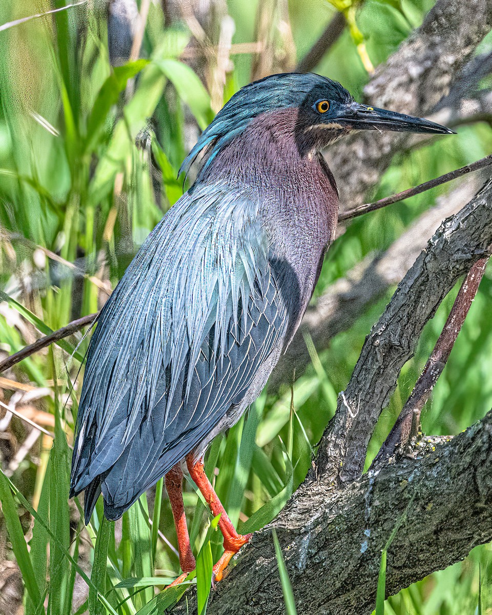 Green Heron - Mark Singer