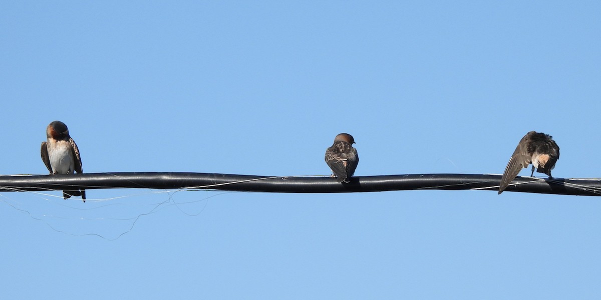 Cliff Swallow - Michael I Christie