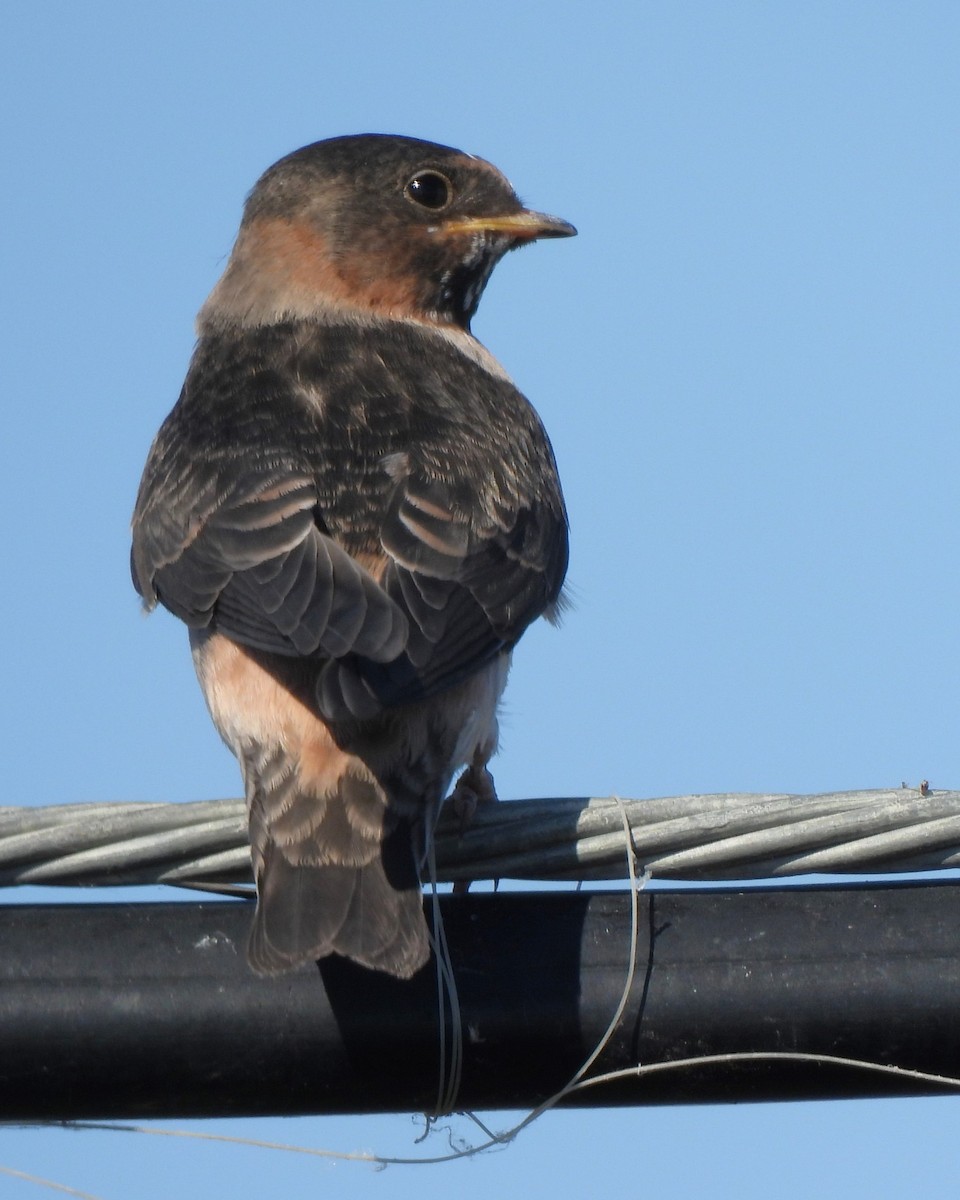 Cliff Swallow - Michael I Christie