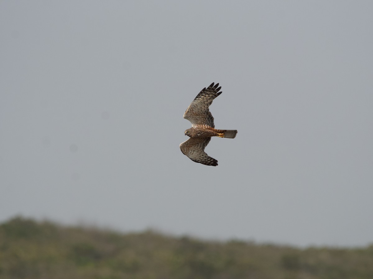 African Marsh Harrier - Nick Leiby