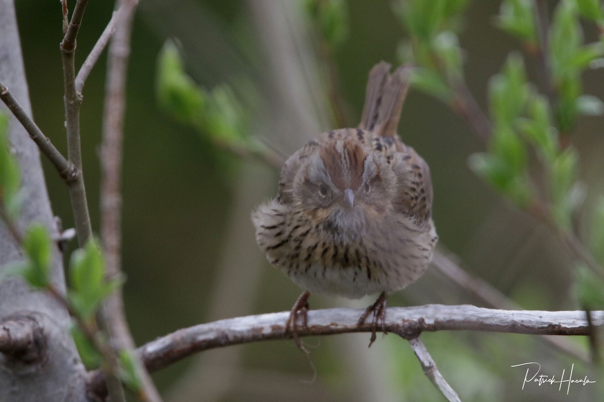 Lincoln's Sparrow - patrick hacala