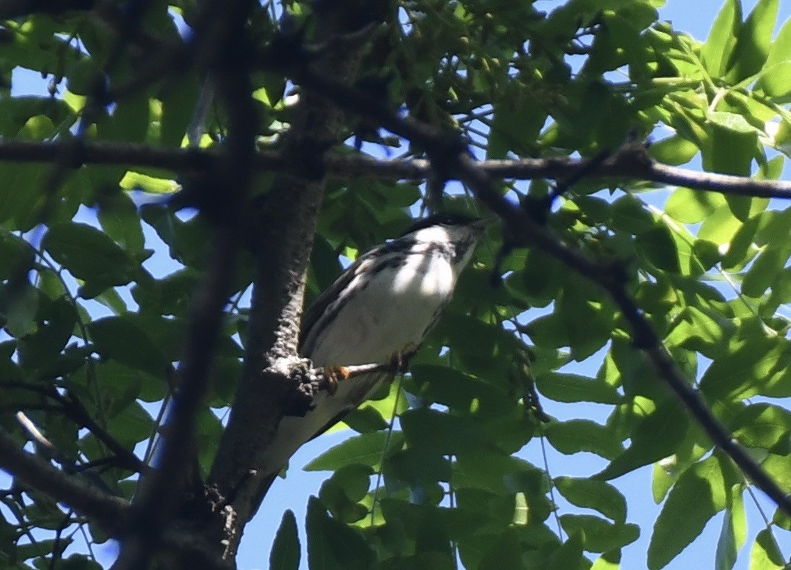 Blackpoll Warbler - ML619459806