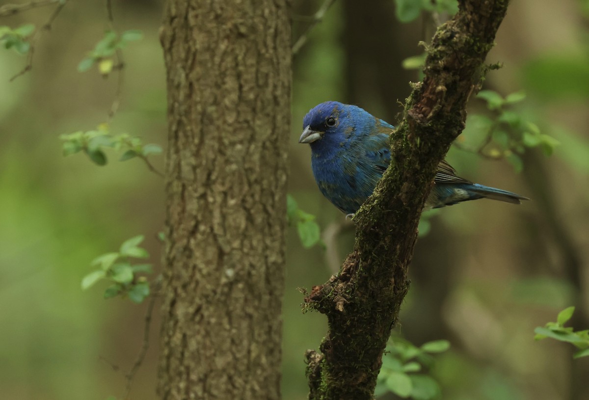 Indigo Bunting - Grace Simms  🐦‍⬛