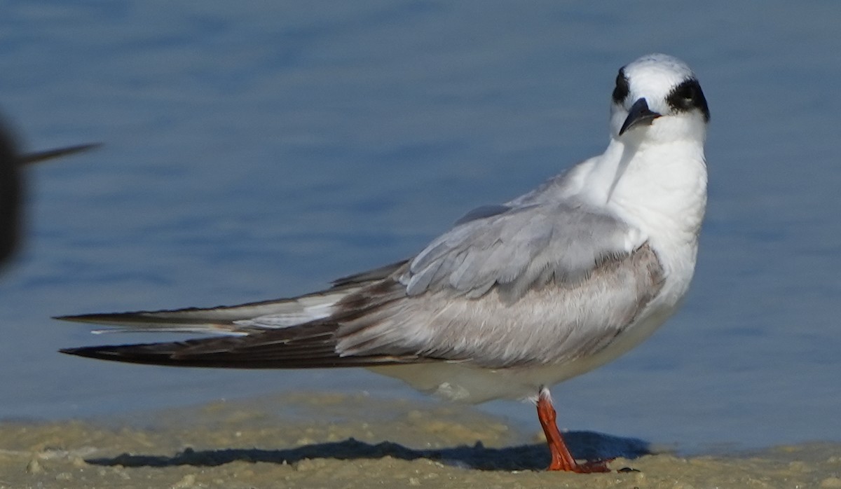 Forster's Tern - Dave Bowman