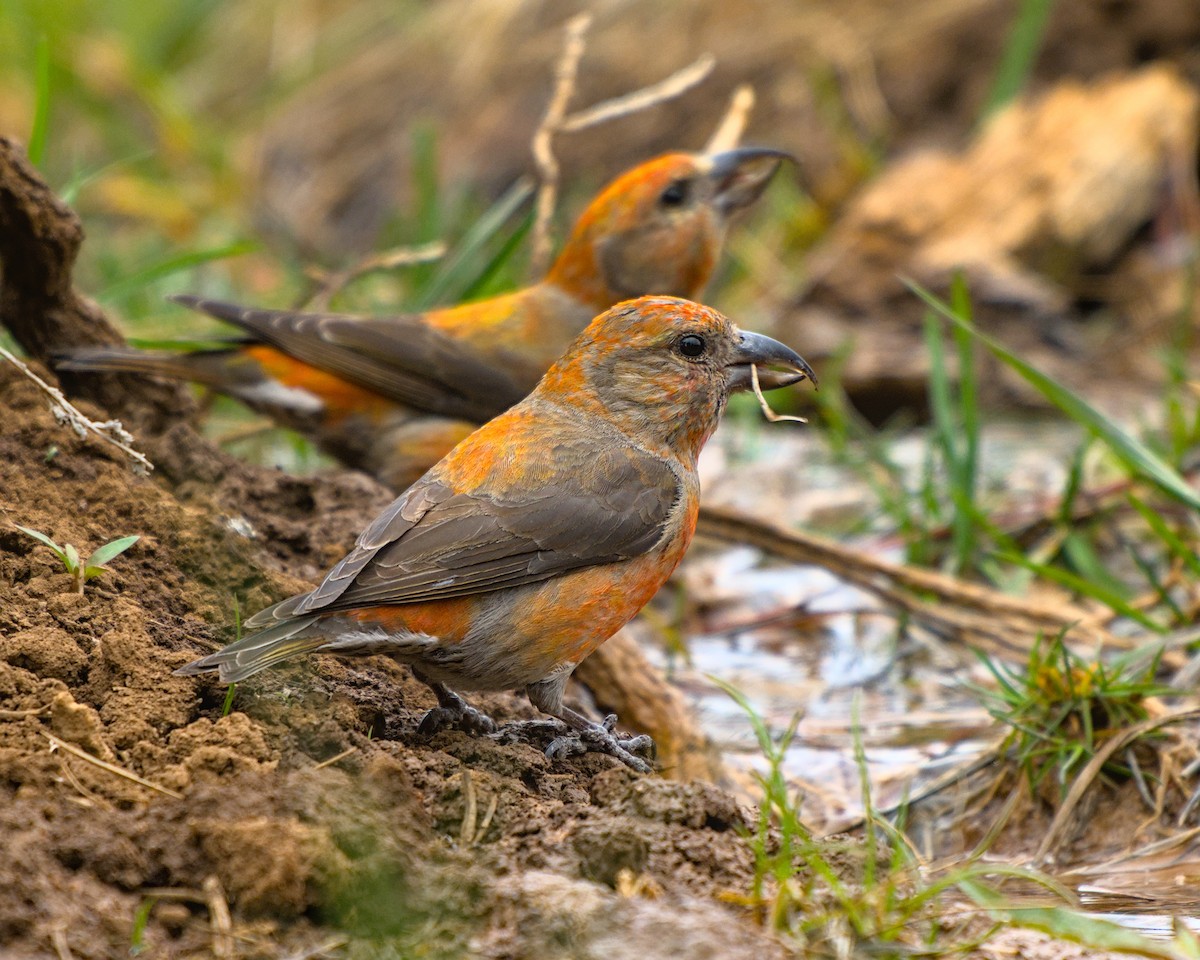 Red Crossbill - Bartholomew Birdee