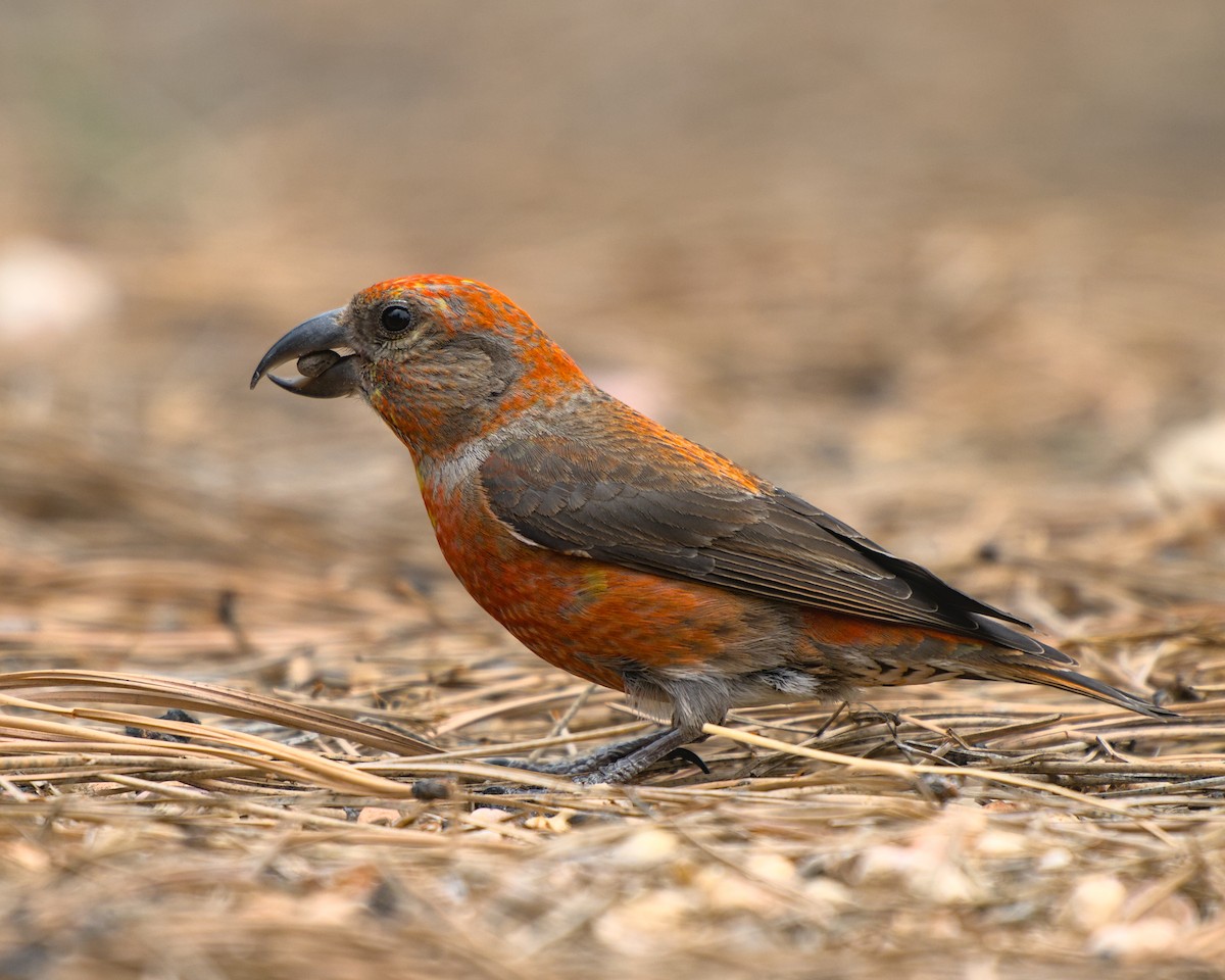 Red Crossbill - Bartholomew Birdee