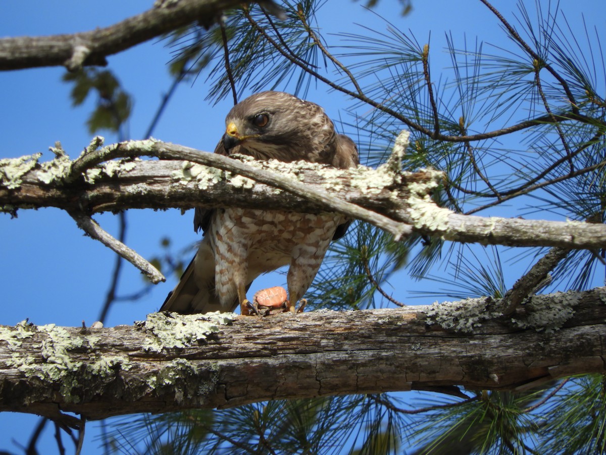 Broad-winged Hawk - ML619459826