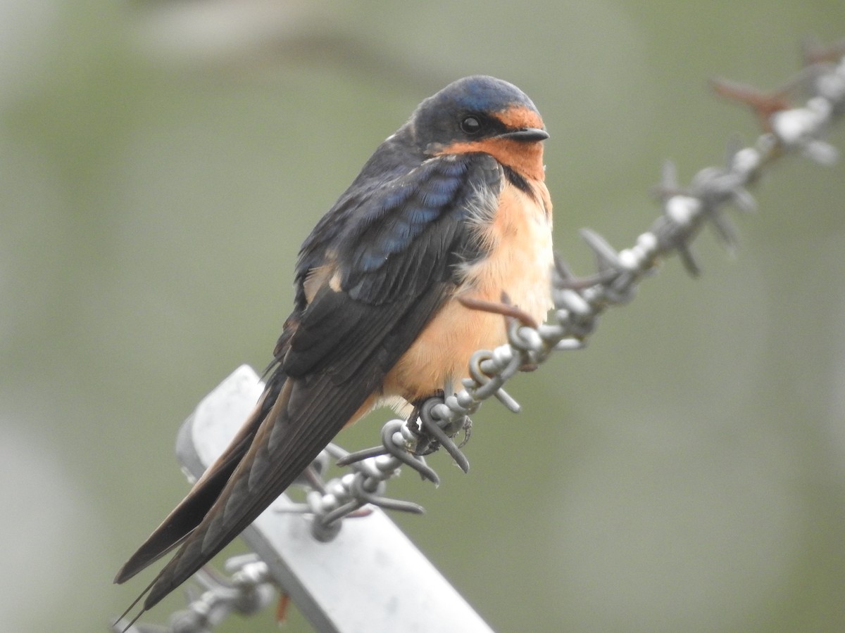 Barn Swallow - Peter Erickson