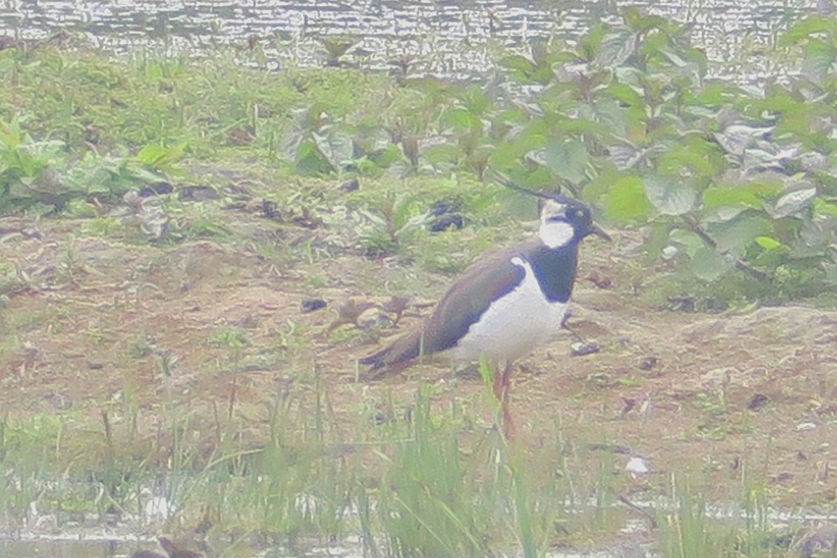 Northern Lapwing - Michael Simmons