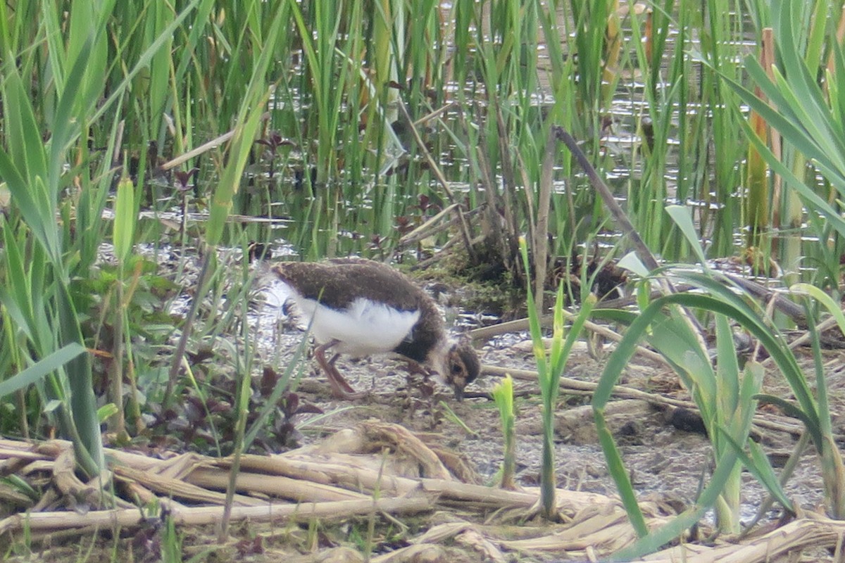 Northern Lapwing - Michael Simmons