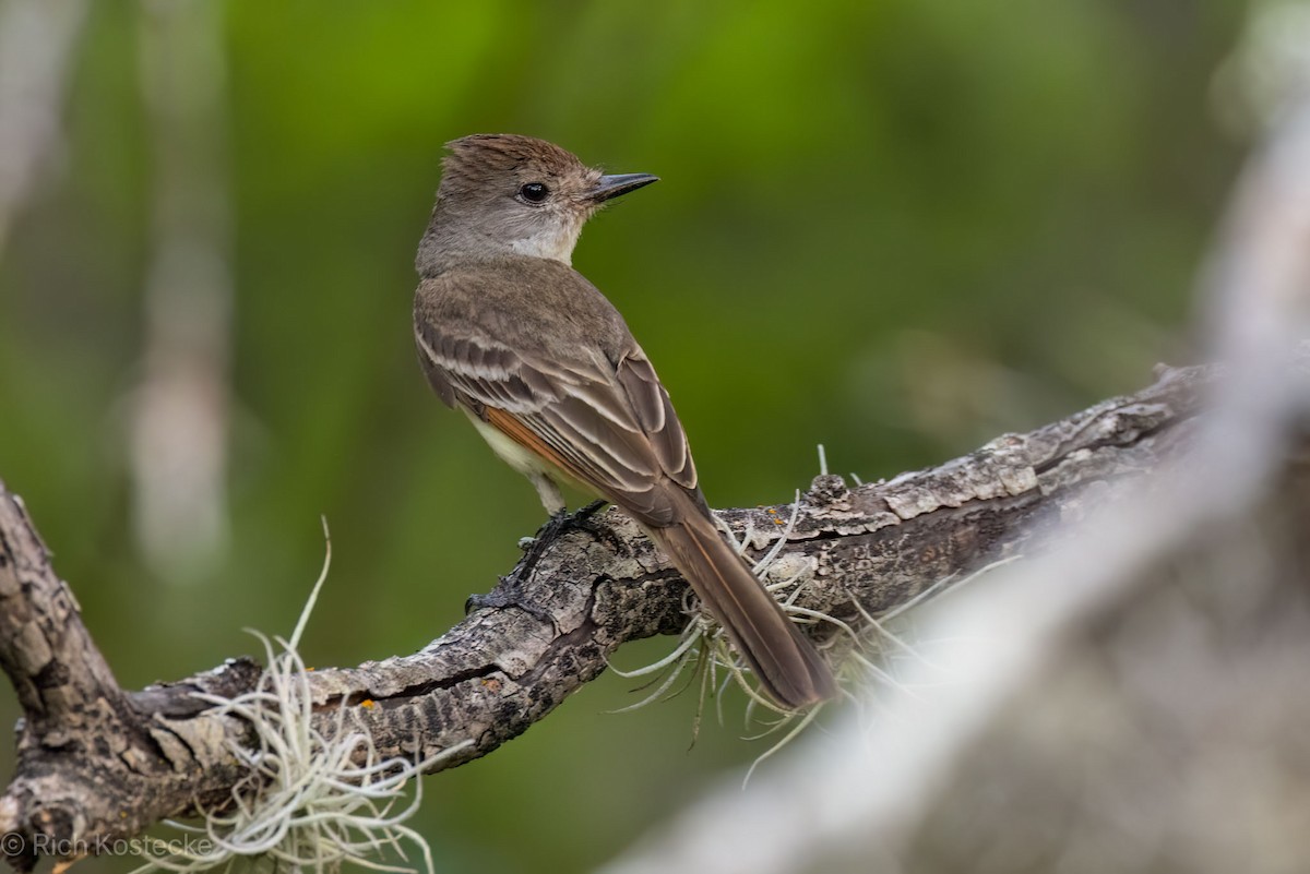 Ash-throated Flycatcher - Rich Kostecke